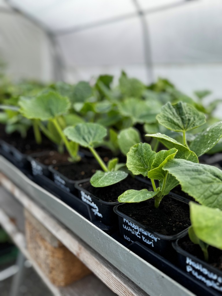 I det sjølvbetjente planteutsalget på våren kan ein handle oppalsplantar av kålvekstar, løkvekstar, rotvekstar, belgvekstar, squash, graskar, agurk, tomat, paprika, chili, mais, melon, blomar ein kan ete og mykje, mykje meir.