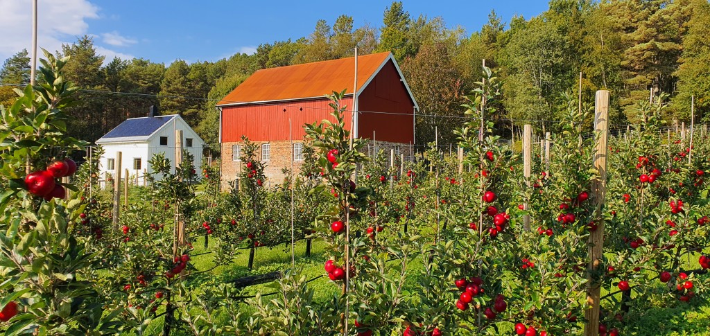 Hvorfor ikke ta morgenkaffen eller grille i eplehagen? Vi tar deg gjerne med på en omvisning med sidersmaking på forespørsel.