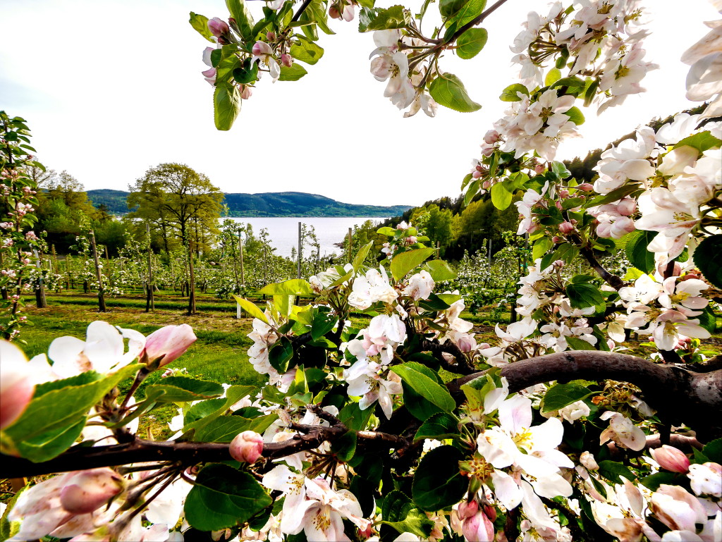 Det sikre vårtegnet, en vakker eplehage i full blomst