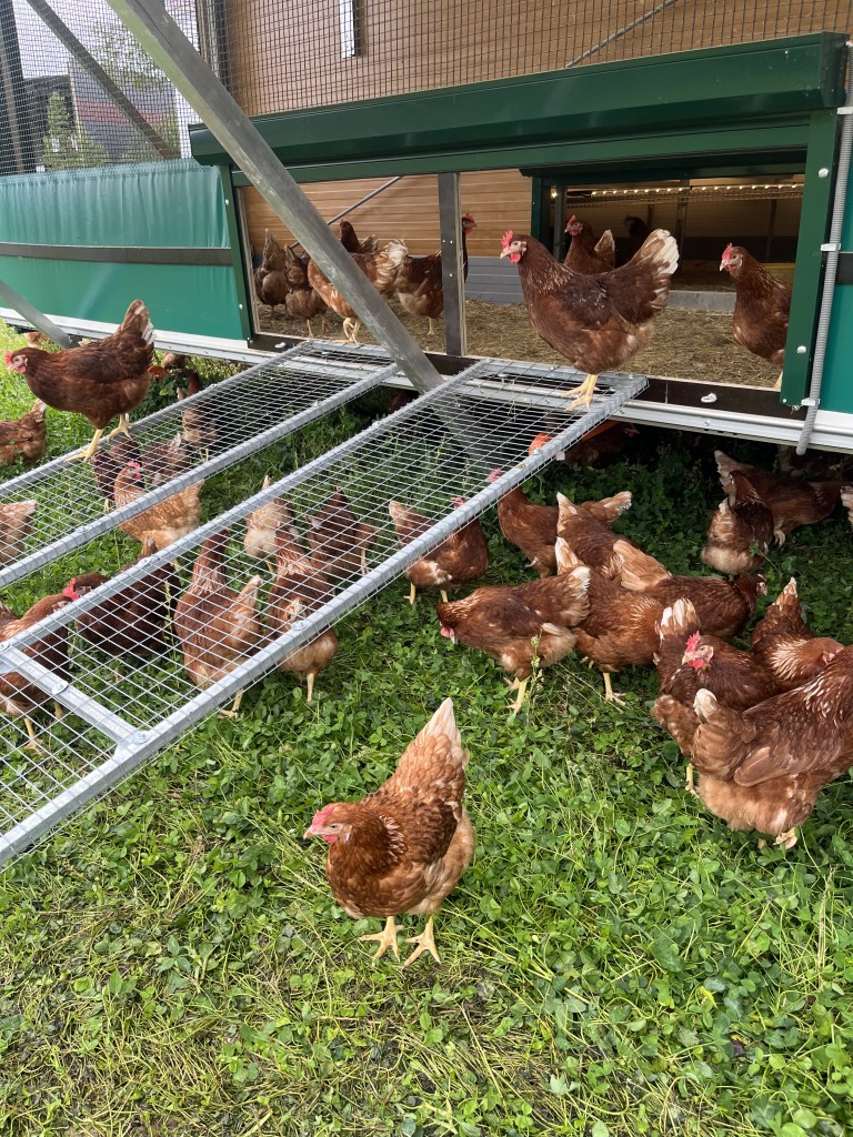 Hønene våre har sin egen vinterhage som sammen med vogna også blir ly når de er ute.