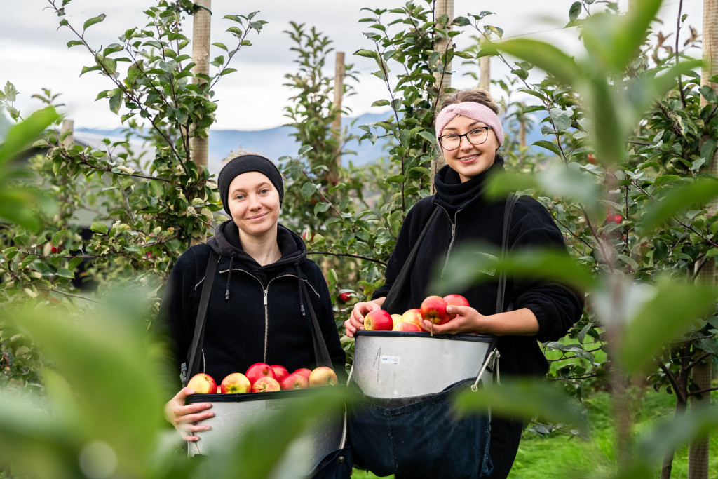 Gode hjelparar på Tystad Fruktgard.