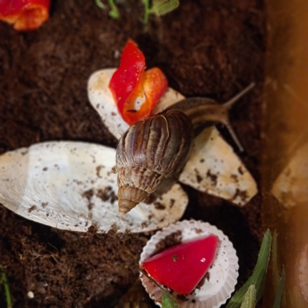 African Giant Snails