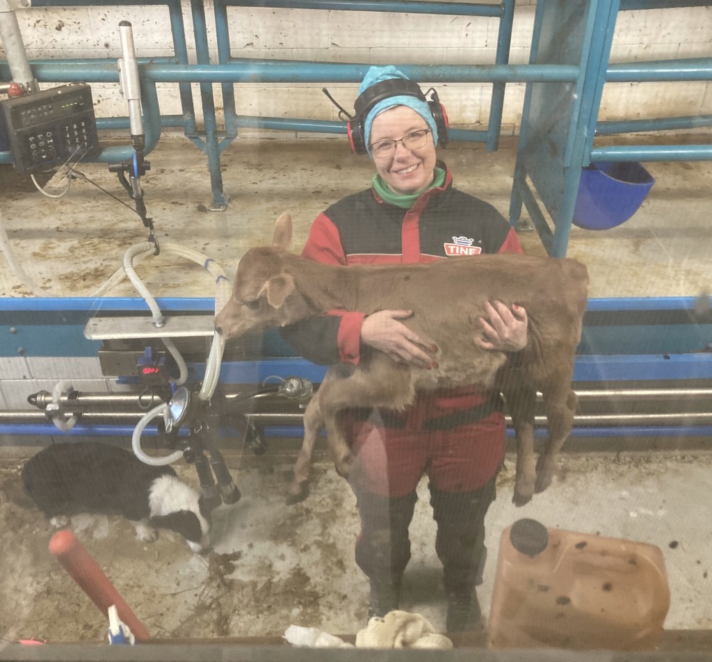 Utsikt fra meieriet inn i melkestallen. 
Ragnhild blid og fornøyd med Jersey kalv.
Corgien Jessi koser seg med en melkeskvett.