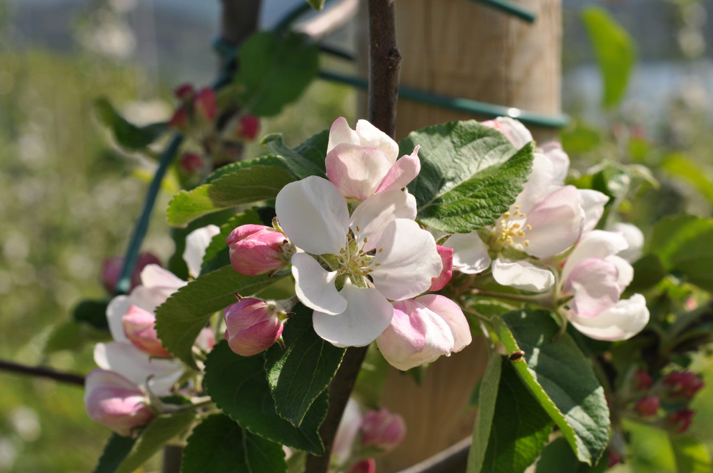 Den vakre epleblomsten