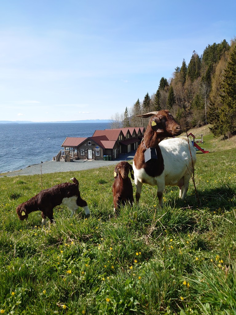 På gården har vi boergeit og melkekyr. Gårdsdyrene går og beiter i området hele sommerhalvåret, og geitene er veldig populære hos våre feriegjester.