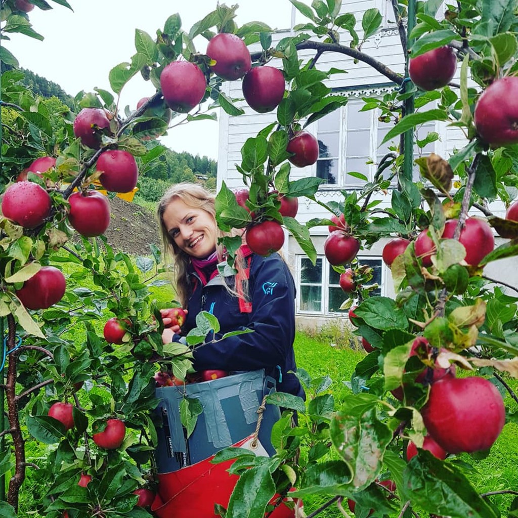 Ingrid plukker summerred epler