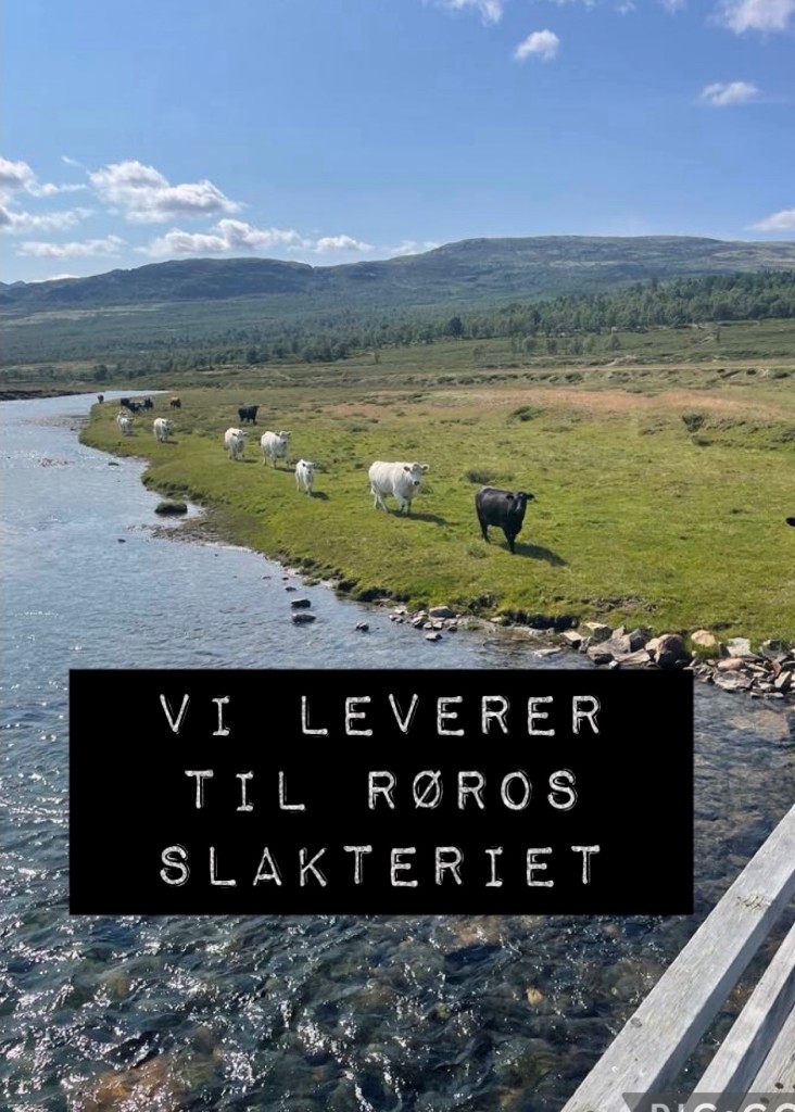 Vi leverer til Røros slakteriet, og foredling hos Røros kjøtt.