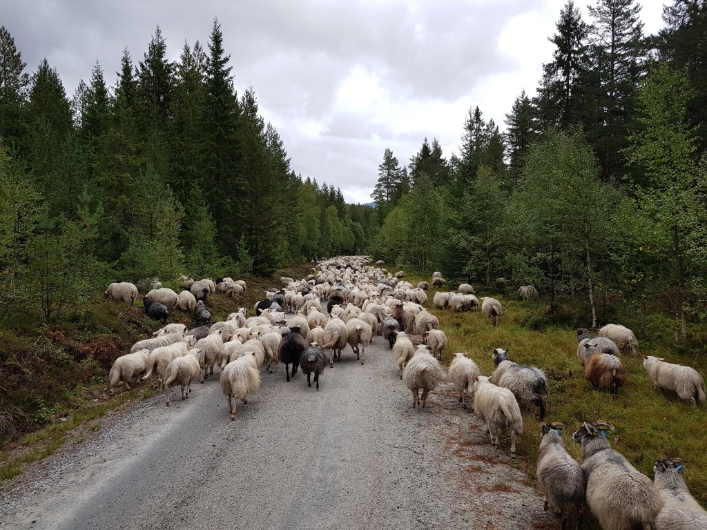 Sau og lam på vei ned fra fjellet i starten av September