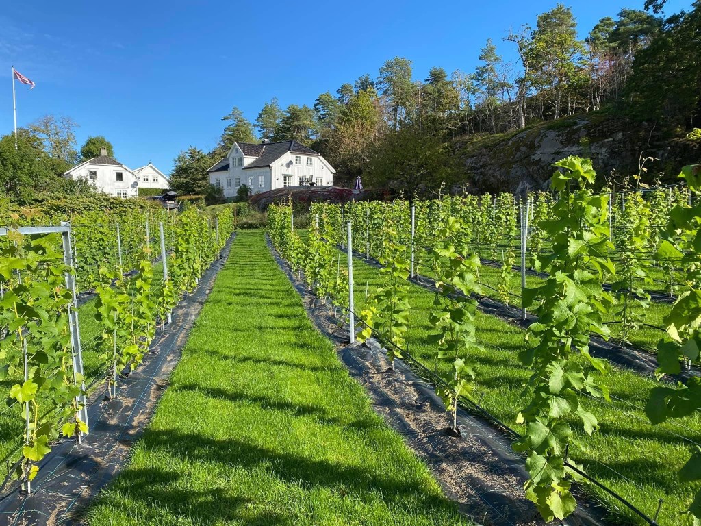 Plantene skal bli sterke. Tjøme Vingård