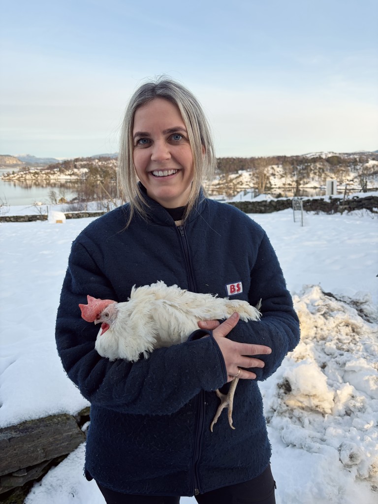 Sal av egg frå frittgående høner.