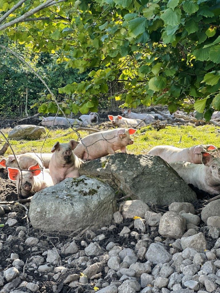 Gårdens utegriser.