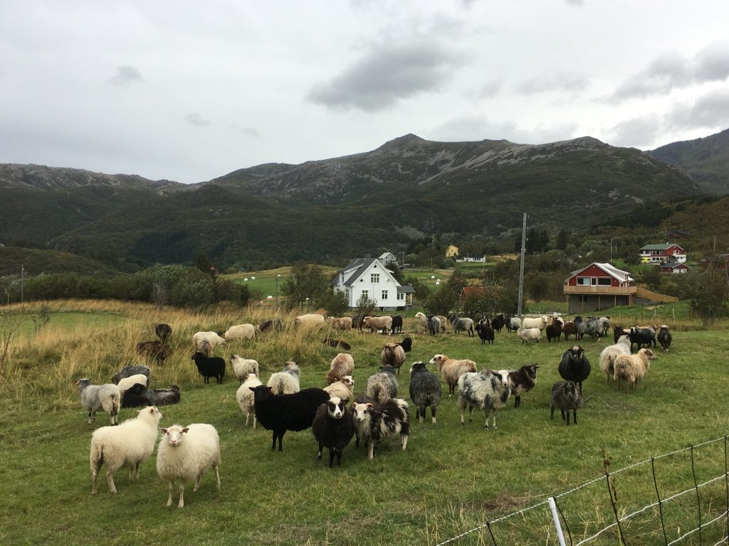 På gården har vi gammelnorsk sau. Vi utnytter ulla til garn og lager alt fra gardinstoff til strikkegarn av denne.