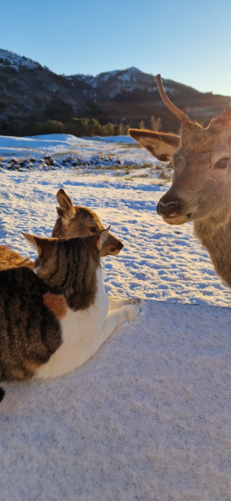 Pusi er selvutnevnt leder av flokken. Hun tar ofte turen inn til dyra for å slå av en prat.