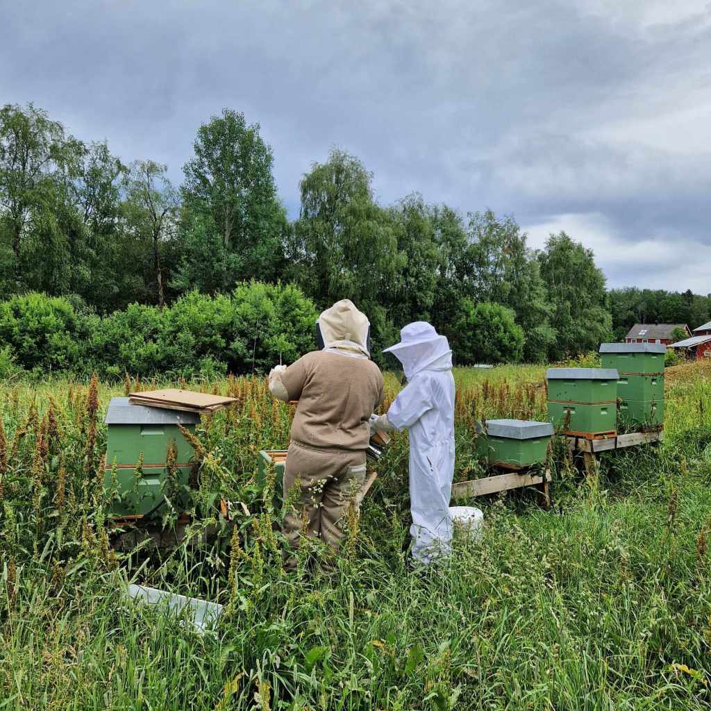Storesøster og lillesøster jobber sammen i bigården.