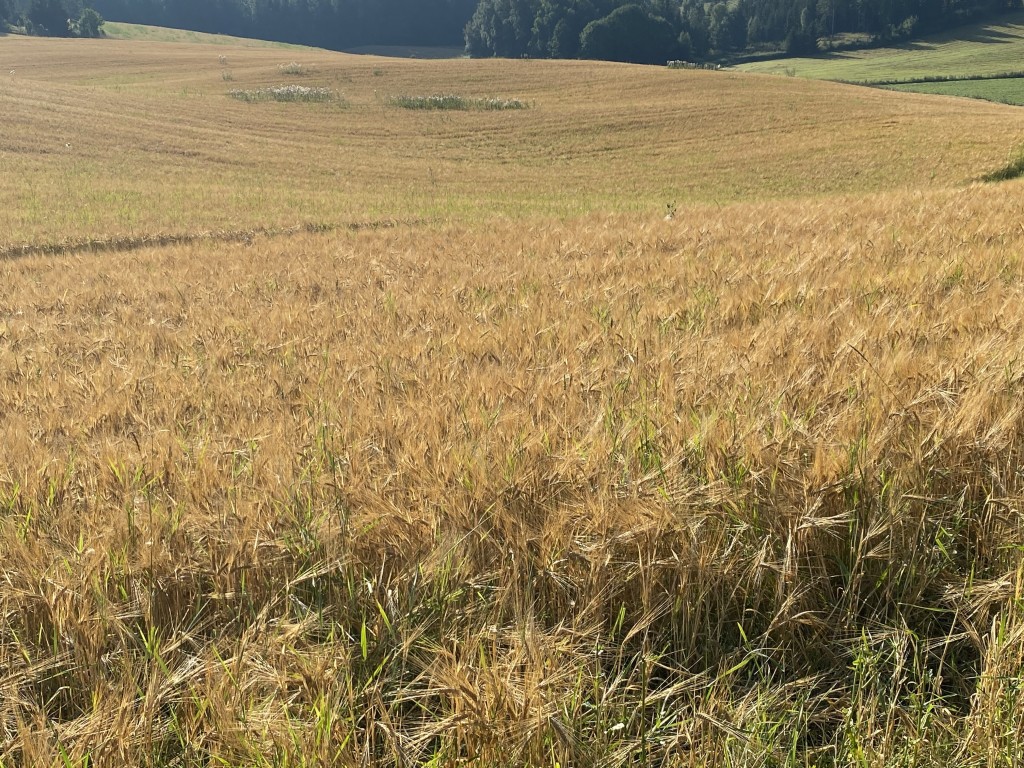 Vi driver med gras og kornproduskjon.
