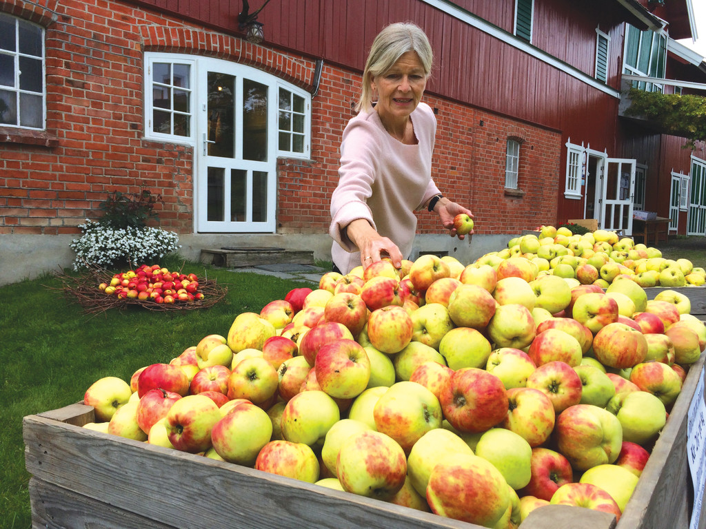 Klart til eplefest på Nyhuus