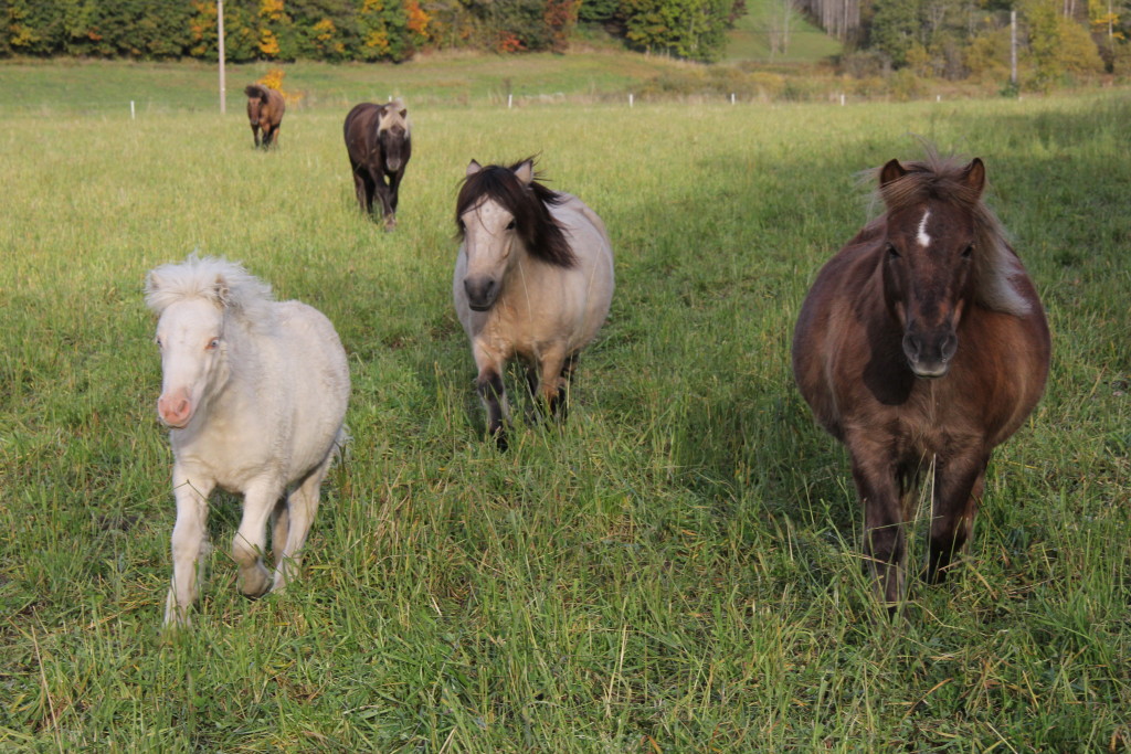 Lykkelige shetlandsponnier