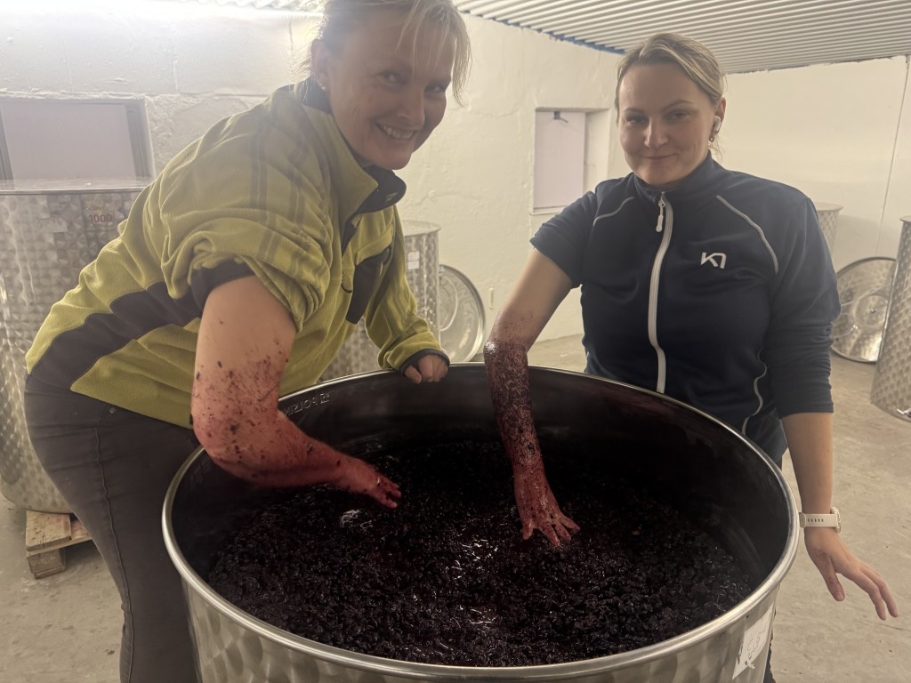 Druer i fermenteringsprosess