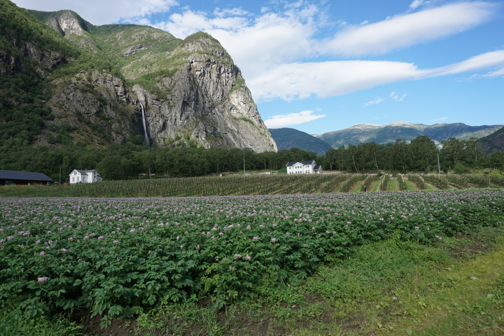 Oversiktsbilde av gården