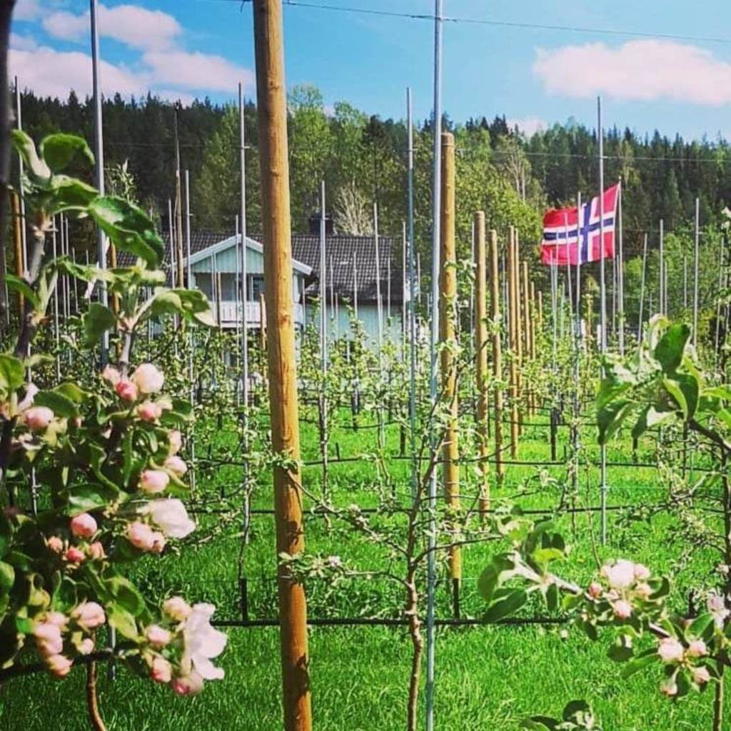 17 mai og blomstring i eplehagen.