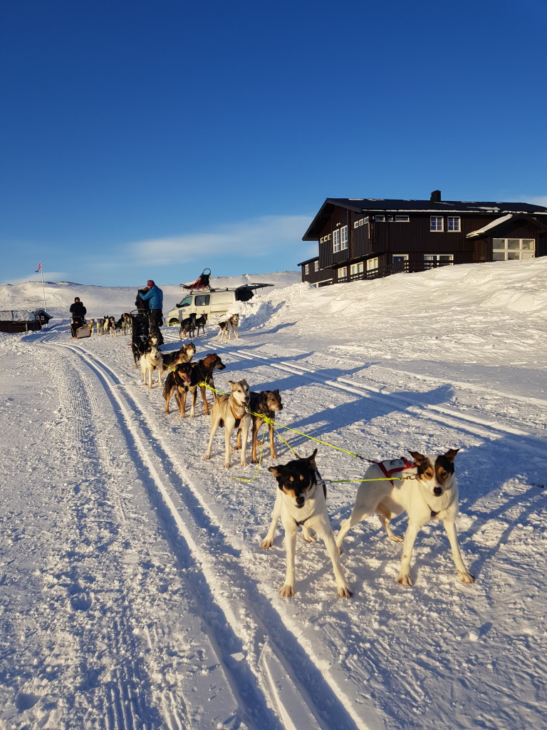 Hundespann ved Bergsjøstølen fjellstue