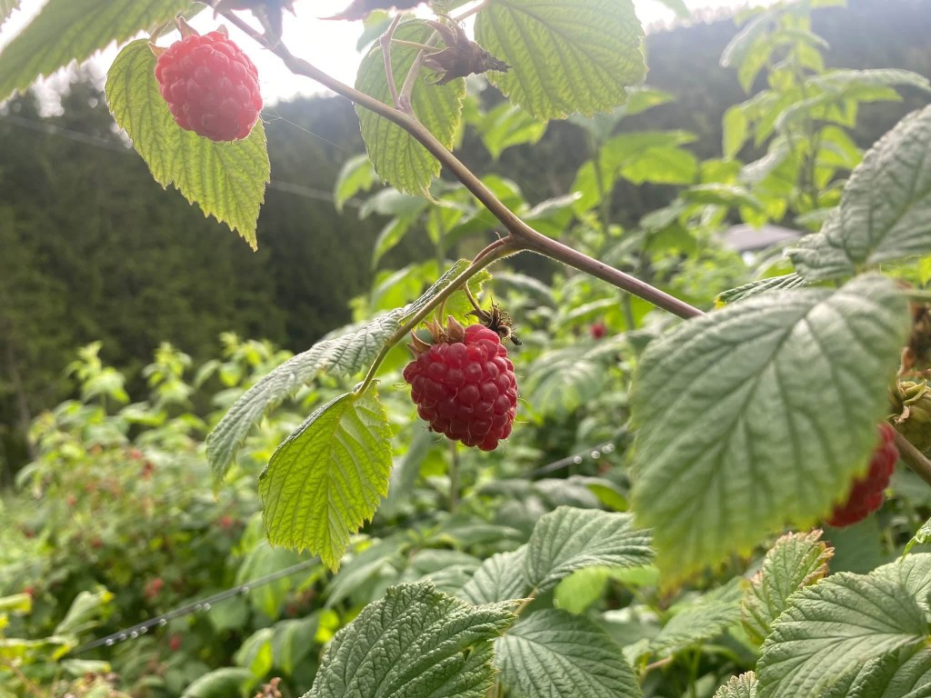 Vakre bringebær av sorten Glen ample