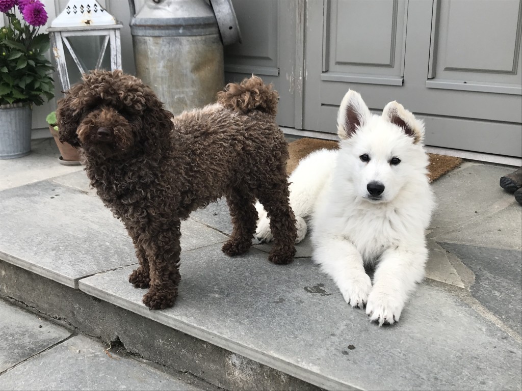Gårdshundene, Ylva og Molly