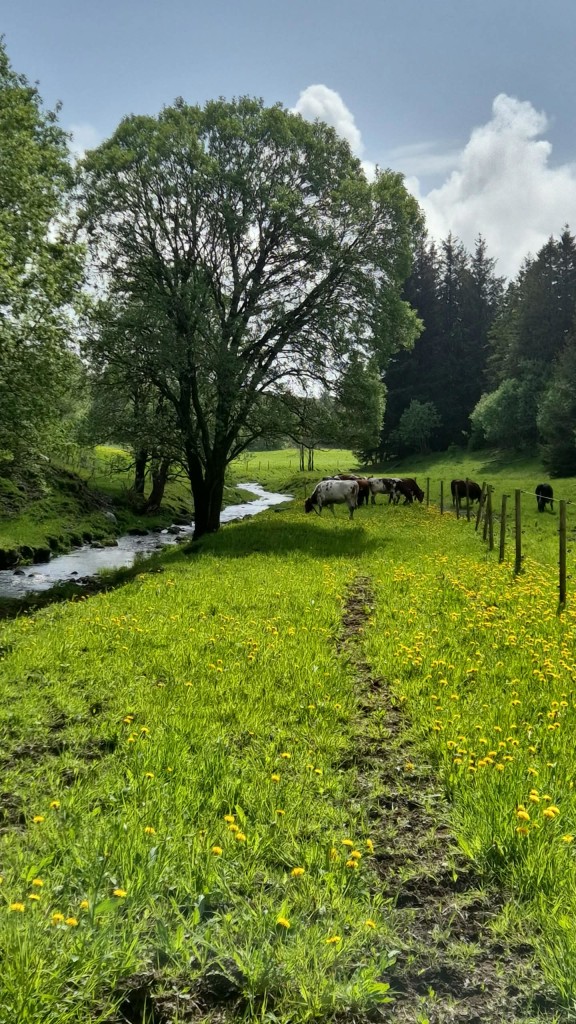 Her er noen av kvigene på beitet. Fremtidens melkeku på Liangård