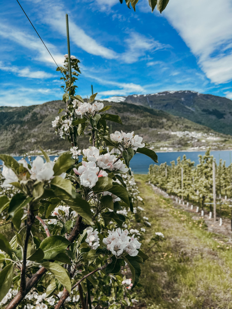 Det er så herlig når hagen blomstrer