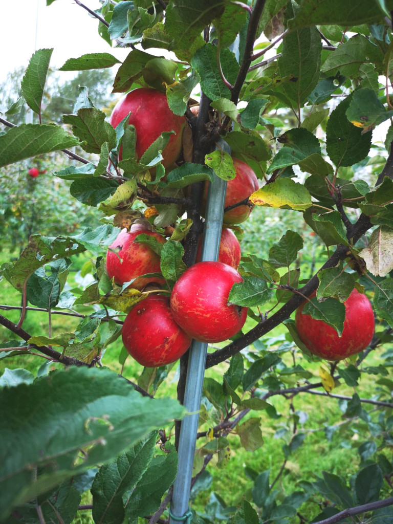 Summerred straks klare for høsting.
