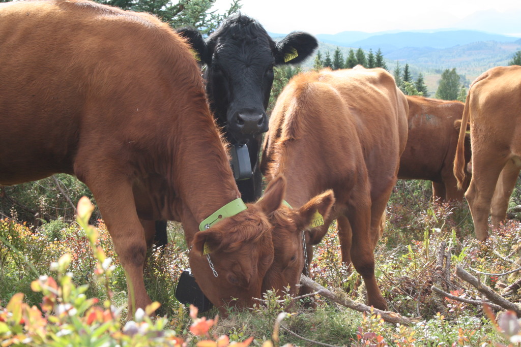 Limousin kviger som beiter med Nofence-klaver på Silsetfjellet fra tidlig sommer til sen høst.