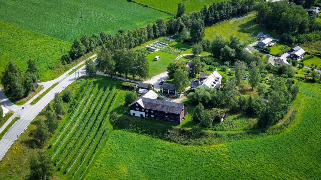 Bringebærfelt med økologiske bringebær, muligheter for selvplukk i sesong