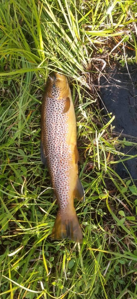 Aure frå Valdres