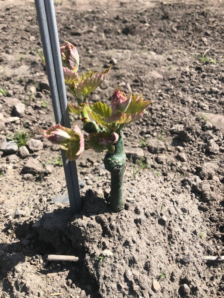 Der kom den! Første Solaris vinstokk på vei, Tjøme Vingård