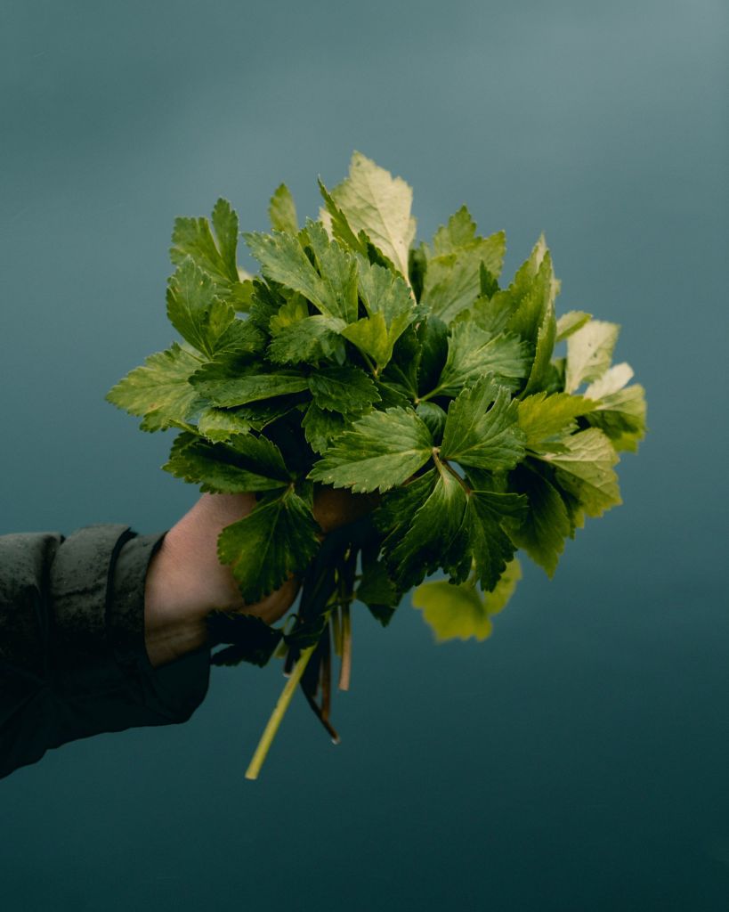 Vi høster fra naturens spisskammers