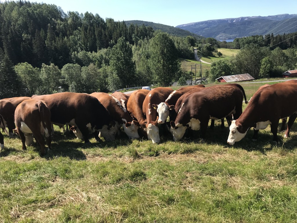 Litt kraftfôr gjør seg når man venter på nytt beite