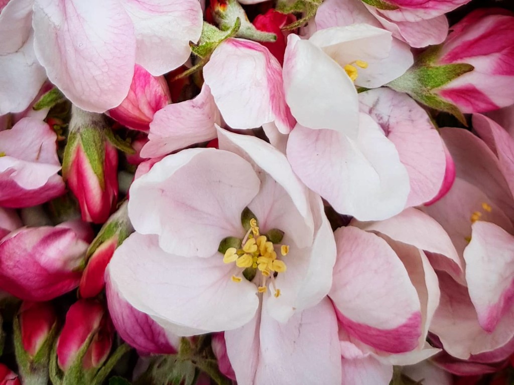 Epleblomster er så vakre!