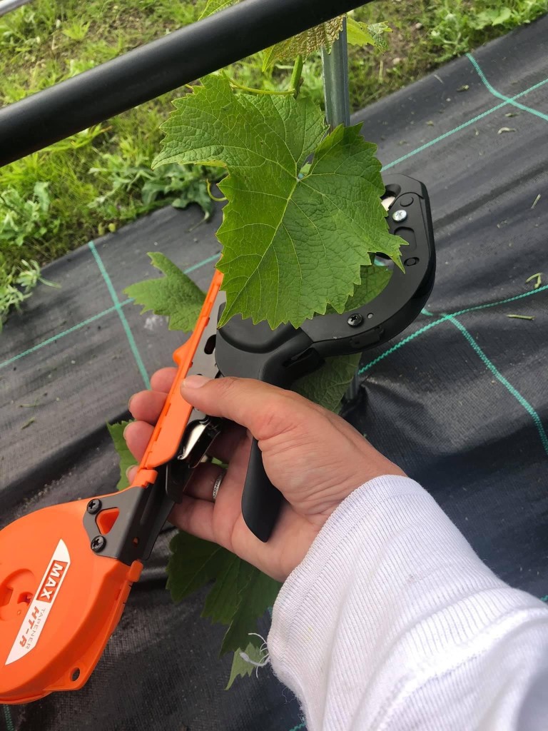 Oppbinding av vinstokker, Tjøme Vingård