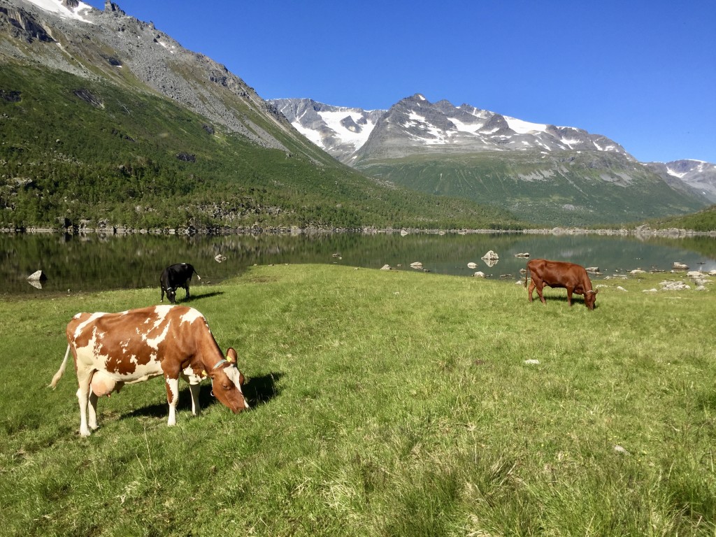 Sommerdag med kyrne