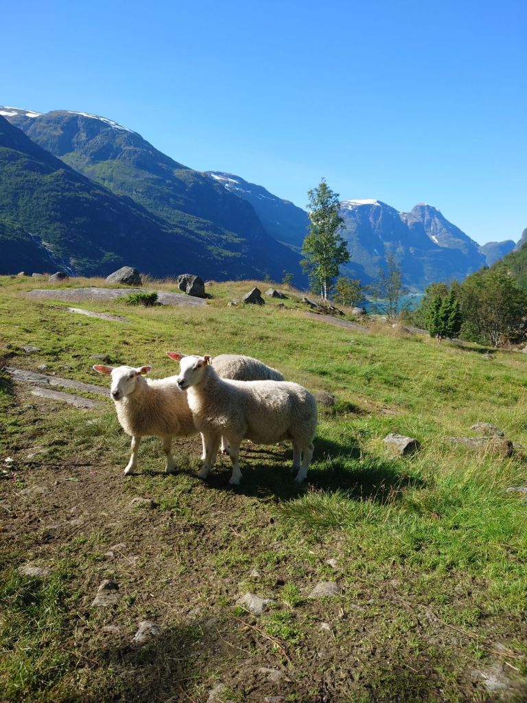 Sauene våre på toppen av Brenndalen med utsikt over Oldedalen.