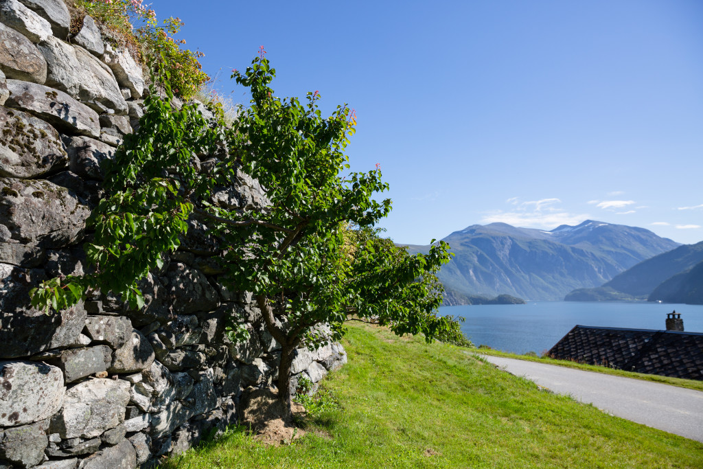 Aprikostre i solveggen, med utsikt til Vika og innover fjorden mot Tafjord