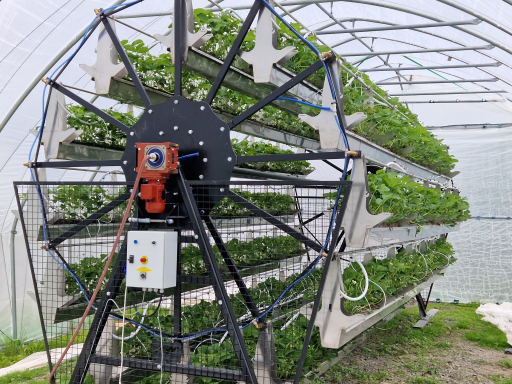 På gården tester vi en ny type produksjonsteknikk  hvor jordbærene produseres i en karusell. Det er ny prototype under utvikling i tett samarbeid med forskning og fagmiljø.