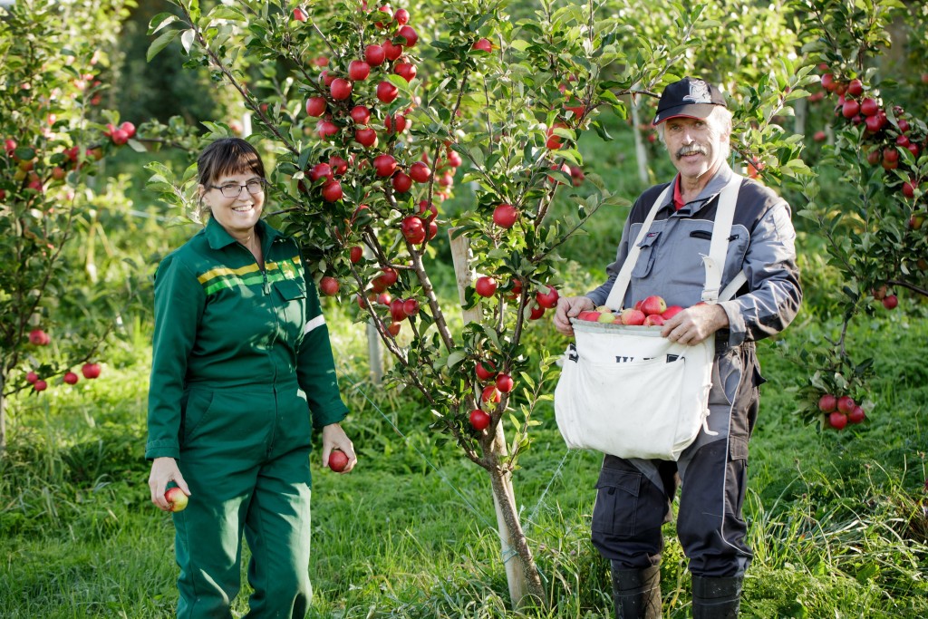 Anne-Grete og Per Arne høster epler fra det eldste eplefeltet.