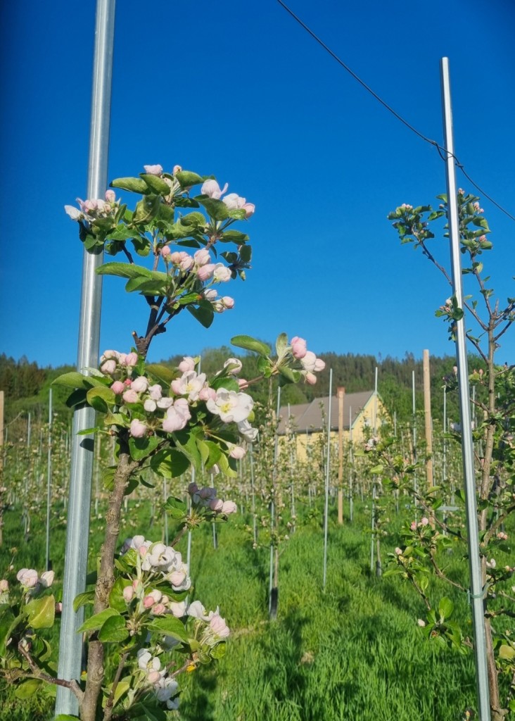 Blomstring