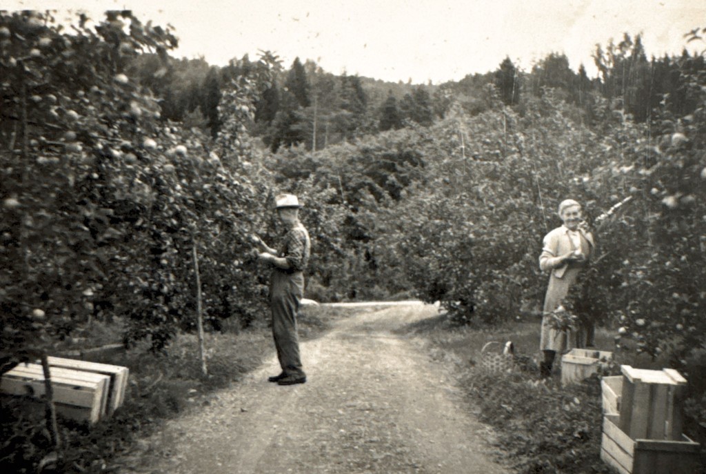 Jørnbruket er ein del av den tidlegare storgarden Hauge med spor av busetnad heilt tilbake til eldre jernalder. Her har det vore dyrka frukt sidan 1800-talet, og sidan 1930-talet har planteoppal og grønsaksdyrking vore ein del av drifta.