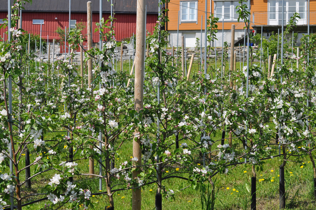 Eplehagen våres nedenfor løa og kårbygget på Reina fruktgård.