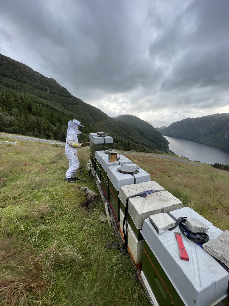 Bigård i flott Ryfylke natur