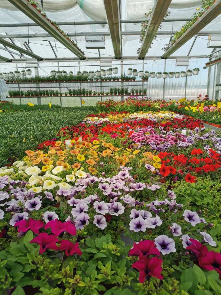 Fra produksjonen av sommerblomster