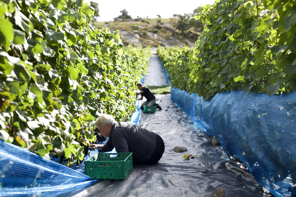 Haustetid på Hebnes vingard.