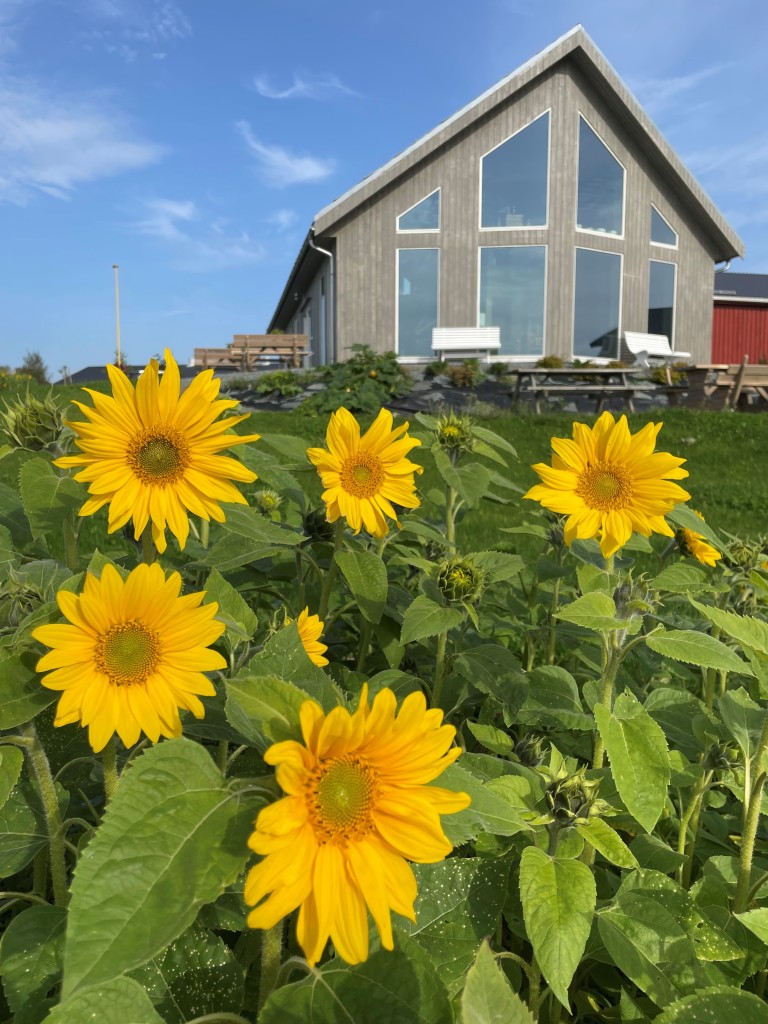 Uteområde med solsikker